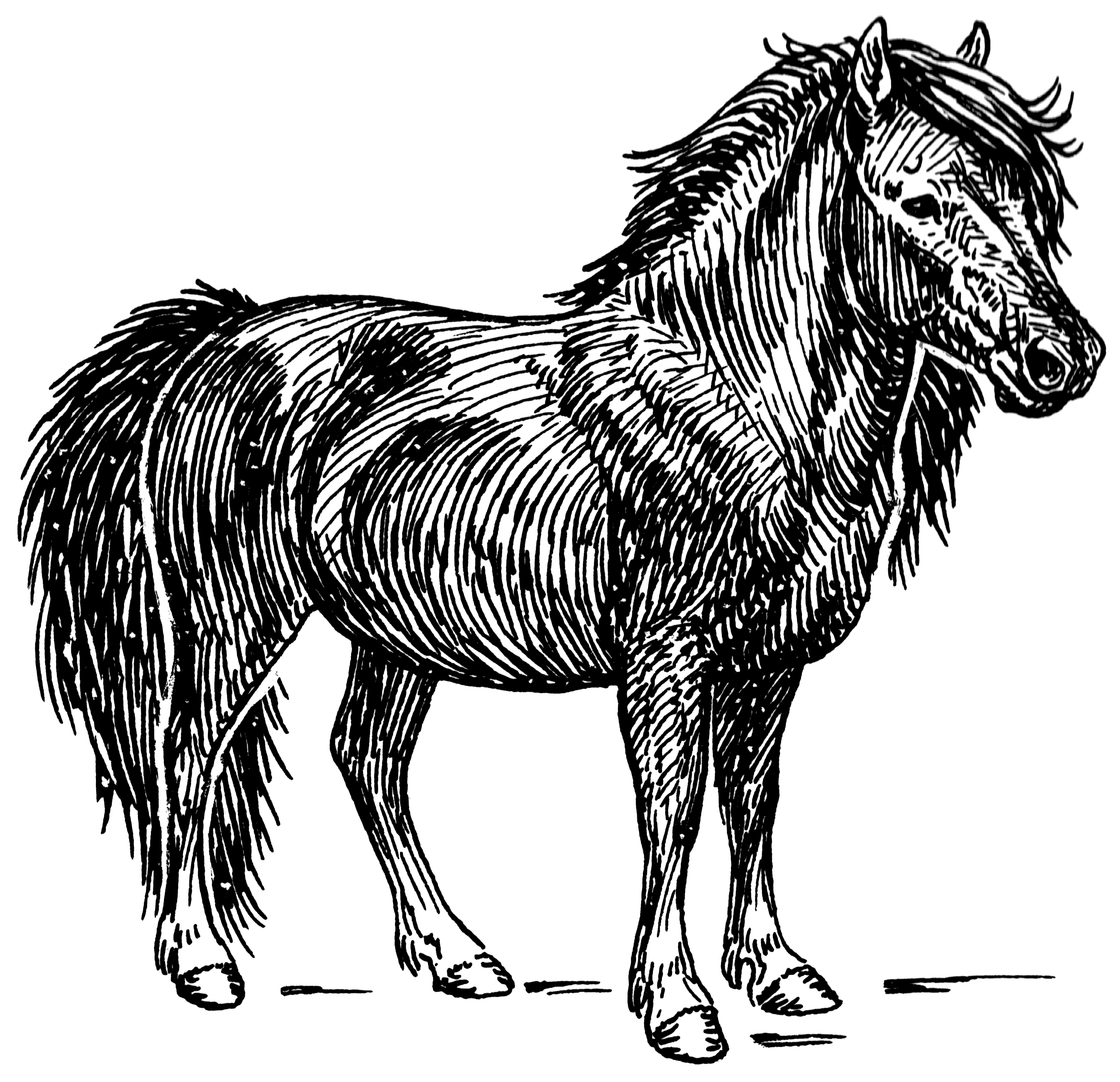 Black and white line art drawing of a Shetland pony.