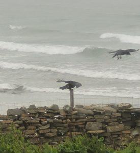 Photograph of two ravens near Nouster, North Ronaldsay. One is perched on a post above a stone wall the other just abive it hovering in the strong wind. Behind are rough crashing waves in a grey sea.