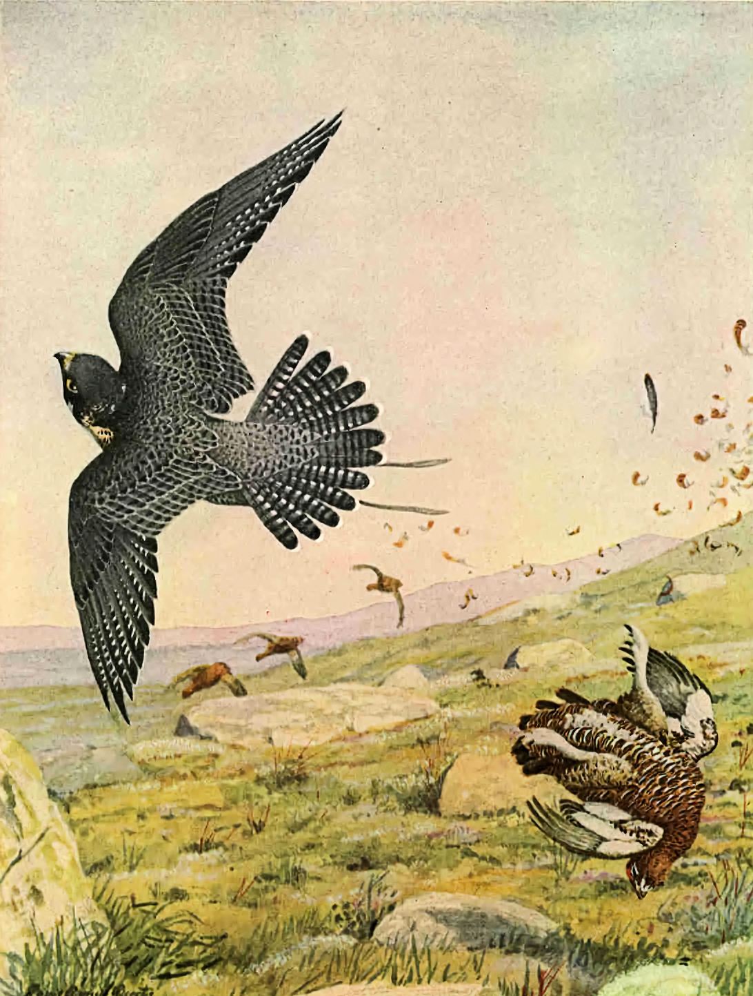 Colour paining showing a peregrine falcon flying off having struck a red grouse. Three grouse flee in the background which is a rocky heath on a hillside.