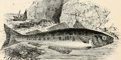 Black and white detailed print of a fish superimposed on a coastal background. The background is a sea scene showing cliffs and a fishing boat.