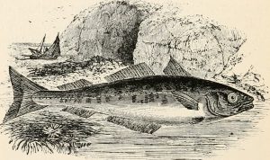 Black and white detailed print of a fish superimposed on a coastal background. The background is a sea scene showing cliffs and a fishing boat.