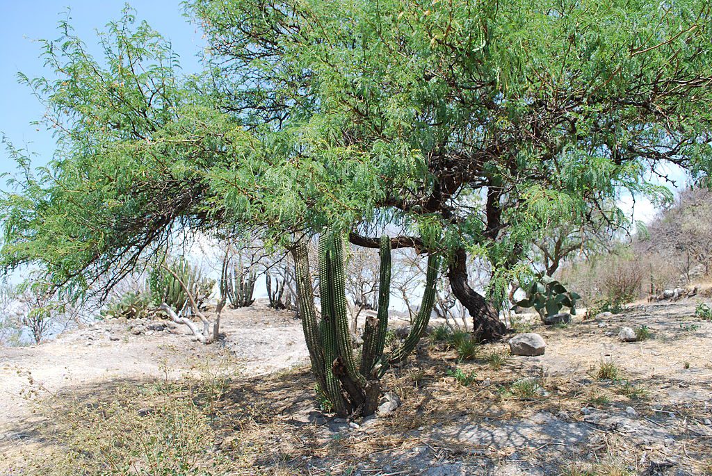 Mezquite tree in Mexico