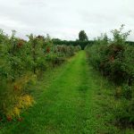 Apple orchards at the National Institute of Agricultural Botany and East Malling Research