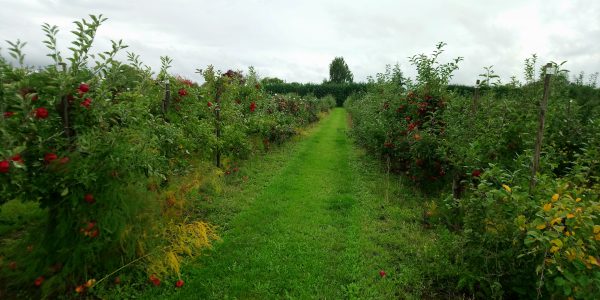 Apple orchards at the National Institute of Agricultural Botany and East Malling Research