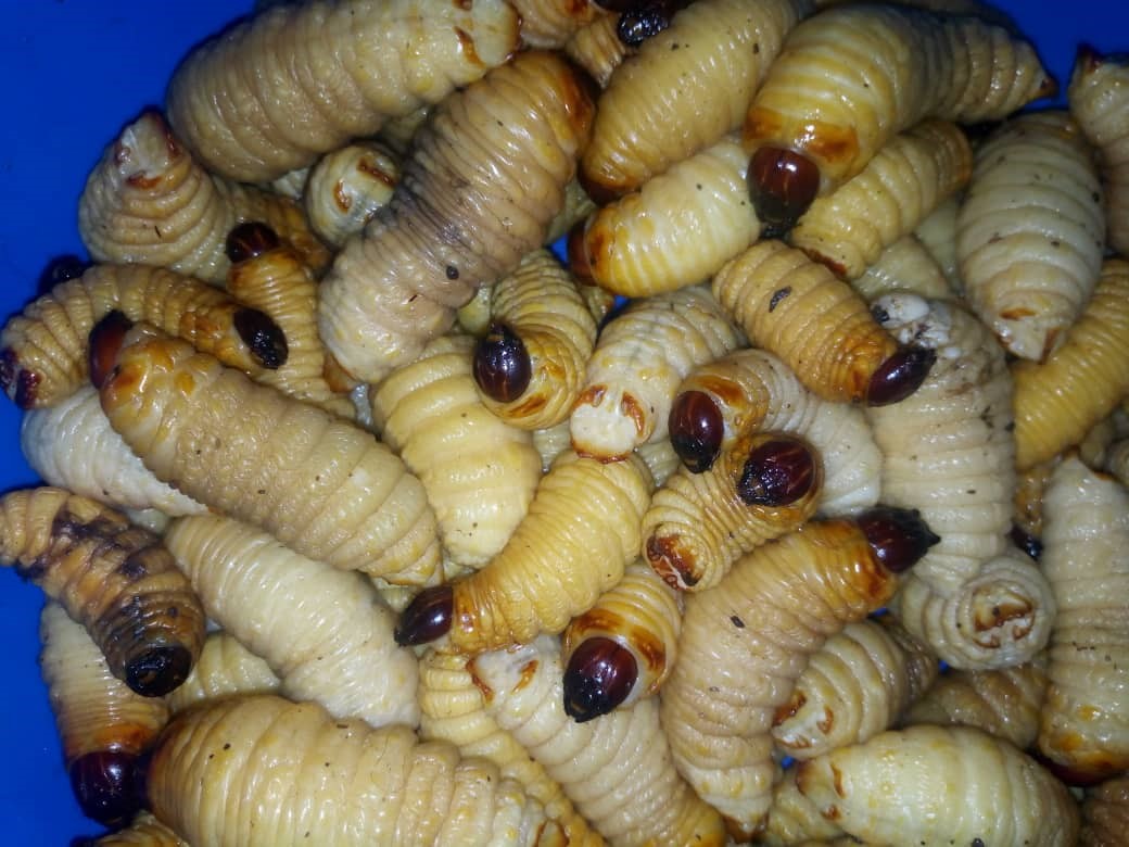 mealworm larvae