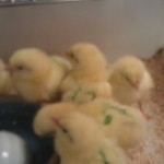 Chicks 2