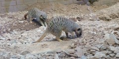 Meerkats foraging