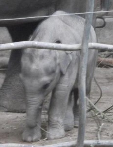 baby elephant!