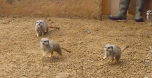 lunch time with the meerkats!