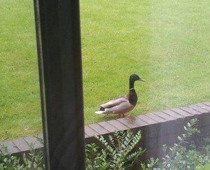 Mr. Duck looking for his kids.