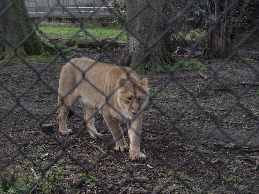 The other side of captivity, this lioness was pacing restlessly and didn't look happy.