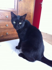 Meet Chachou: le chat noir 