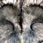 Owl sleeping in daylight