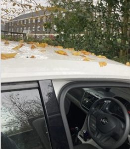 My car roof, covered in yellow leaves. Rutland Hall is visible in the background