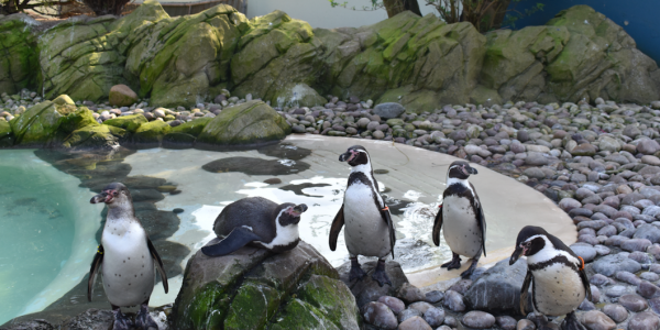 Five penguins at the zoo. One of them is laying down on the rock. It appears to be making a classy pose for the camera.