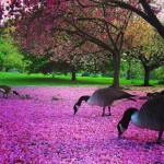 Geese eating flowers