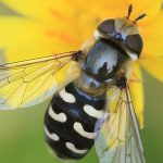 The Pied Hoverfly, an inaccurate mimetic species (Source: https://www.naturespot.org.uk/species/pied-hoverfly)