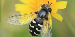 The Pied Hoverfly, an inaccurate mimetic species (Source: https://www.naturespot.org.uk/species/pied-hoverfly)