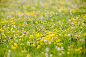 A wildflower meadow in Wales. 