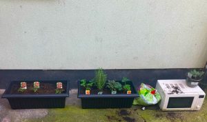An urban garden featuring potted plants
