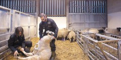 students shearing sheep in the Vet School's small holdings