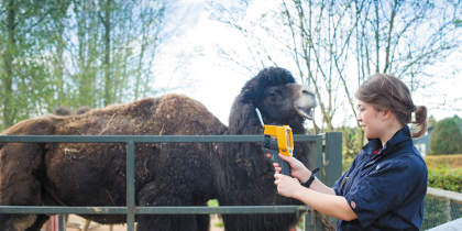 Female undergraduate observing the camels on her placement, Twycross Zoo