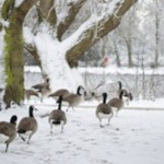 Canada geese walking towards Highfields lake, University park, Nottingham