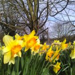 A group of daffodils with trees and a blue sky behind them.