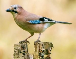 A jay bird perched on a rotting tree stump. It is brown with patches of blue.