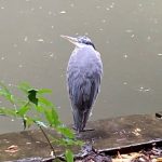 A heron sitting on a log, with its neck tucked in. The heron is looking to the left.