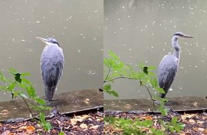 Two pictures of the same heron side-by-side. In both images the heron is sitting by the University of Nottingham University Park lake on a rainy day. On the left image, the heron has it's neck tucked in. In the right image, the heron has its neck extended.